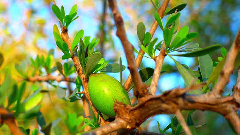 argan oil tree